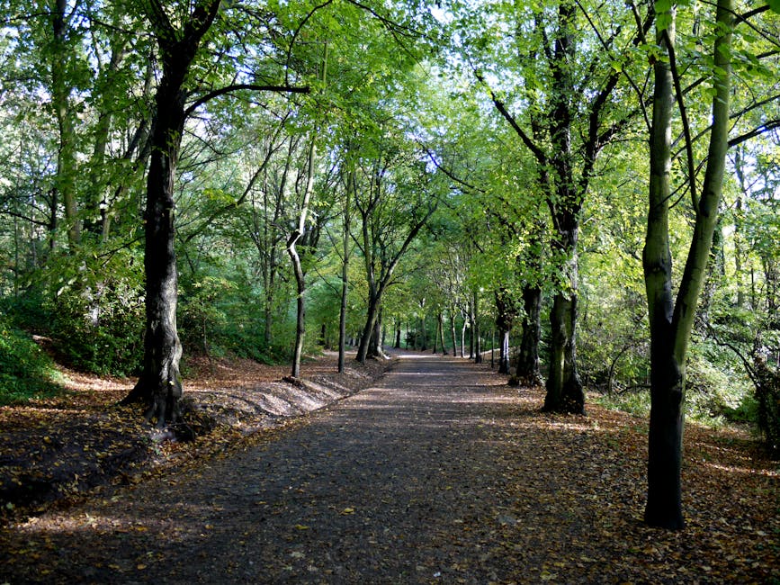 A wide view of Hampstead Heath park showing a calm freshwater pond in the foreground with a narrow paved walkway along its edge. Several trees of varying sizes, shapes, and shades of green line the pa
